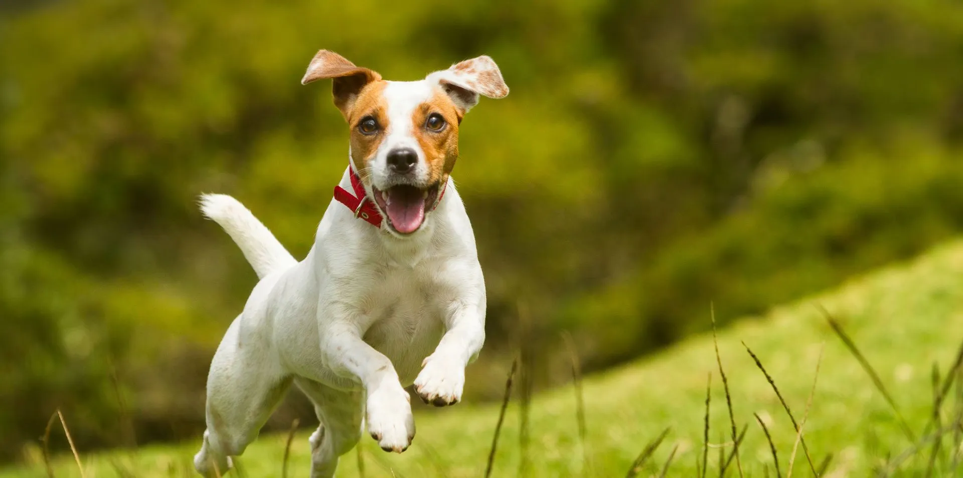 Happy dog and owner